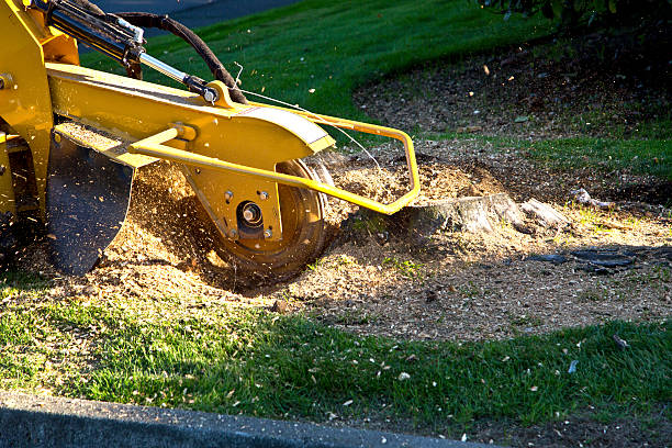  Hondo, TX Tree Service Pros